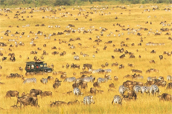 tanzania safaris